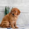 Image of Heidi, a Golden Retriever puppy