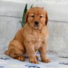 Image of Heidi, a Golden Retriever puppy