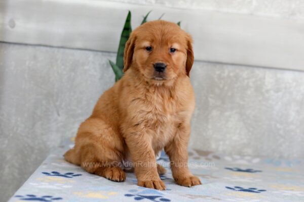 Image of Heidi, a Golden Retriever puppy