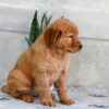 Image of Heidi, a Golden Retriever puppy