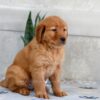 Image of Heidi, a Golden Retriever puppy