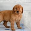 Image of Heidi, a Golden Retriever puppy