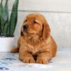 Image of Hero, a Golden Retriever puppy