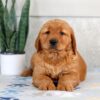 Image of Hero, a Golden Retriever puppy