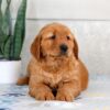 Image of Hero, a Golden Retriever puppy