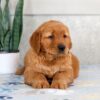 Image of Hero, a Golden Retriever puppy