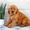 Image of Hero, a Golden Retriever puppy