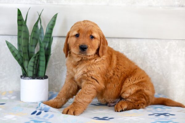 Image of Hero, a Golden Retriever puppy