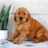 Image of Hero, a Golden Retriever puppy