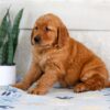 Image of Hero, a Golden Retriever puppy