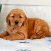 Image of Hero, a Golden Retriever puppy