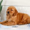 Image of Hero, a Golden Retriever puppy