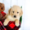 Image of Holden, a Golden Retriever puppy