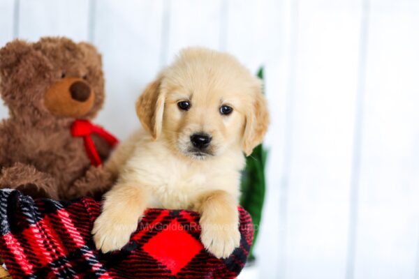 Image of Holden, a Golden Retriever puppy