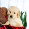 Image of Holden, a Golden Retriever puppy