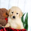 Image of Holden, a Golden Retriever puppy