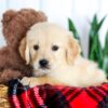 Image of Holden, a Golden Retriever puppy