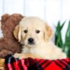 Image of Holden, a Golden Retriever puppy