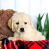 Image of Holden, a Golden Retriever puppy