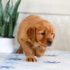 Image of Holly, a Golden Retriever puppy