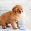 Image of Holly, a Golden Retriever puppy