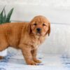 Image of Holly, a Golden Retriever puppy