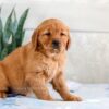 Image of Holly, a Golden Retriever puppy