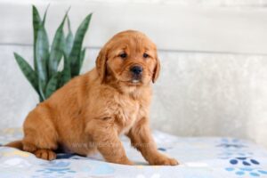 Image of Holly, a Golden Retriever puppy