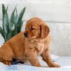 Image of Holly, a Golden Retriever puppy