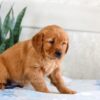 Image of Holly, a Golden Retriever puppy