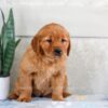 Image of Holly, a Golden Retriever puppy