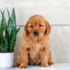 Image of Holly, a Golden Retriever puppy