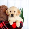 Image of Honey, a Golden Retriever puppy