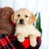 Image of Honey, a Golden Retriever puppy