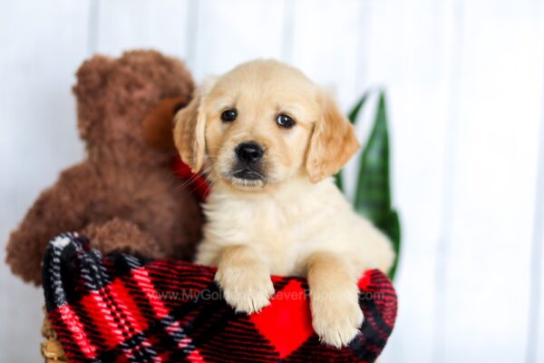 Image of Honey, a Golden Retriever puppy