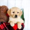 Image of Honey, a Golden Retriever puppy