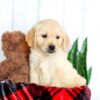 Image of Honey, a Golden Retriever puppy