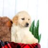 Image of Honey, a Golden Retriever puppy