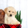 Image of Honey, a Golden Retriever puppy