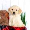 Image of Honey, a Golden Retriever puppy