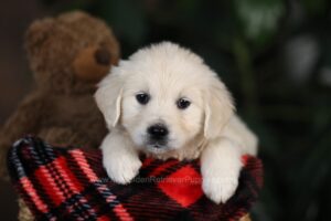 Image of Honey, a Golden Retriever puppy