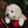 Image of Honey, a Golden Retriever puppy