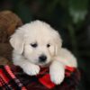 Image of Honey, a Golden Retriever puppy