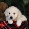 Image of Honey, a Golden Retriever puppy