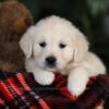 Image of Honey, a Golden Retriever puppy