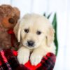 Image of Hunter, a Golden Retriever puppy