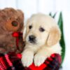 Image of Hunter, a Golden Retriever puppy