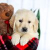 Image of Hunter, a Golden Retriever puppy