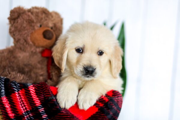 Image of Hunter, a Golden Retriever puppy