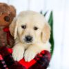 Image of Hunter, a Golden Retriever puppy